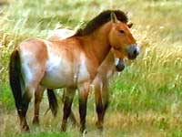 przewalski